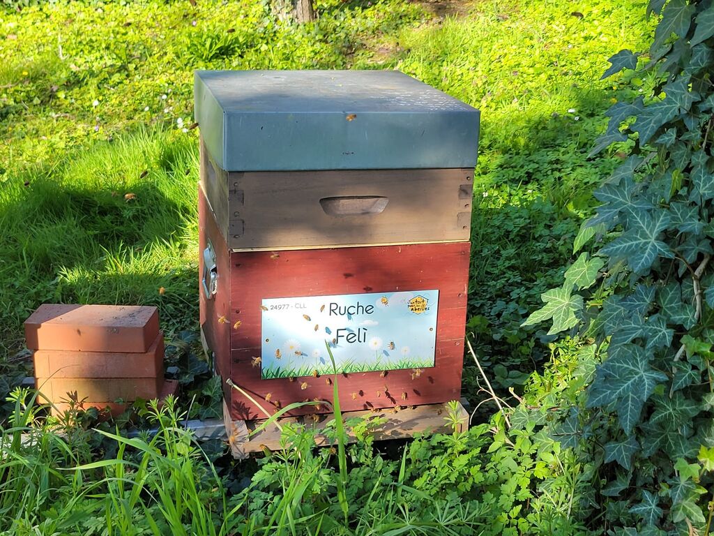 La ruche Felì