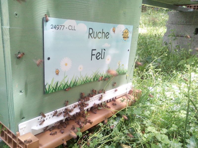 La ruche Felì