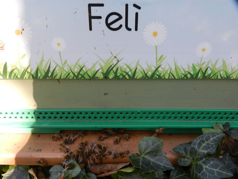 La ruche Felì