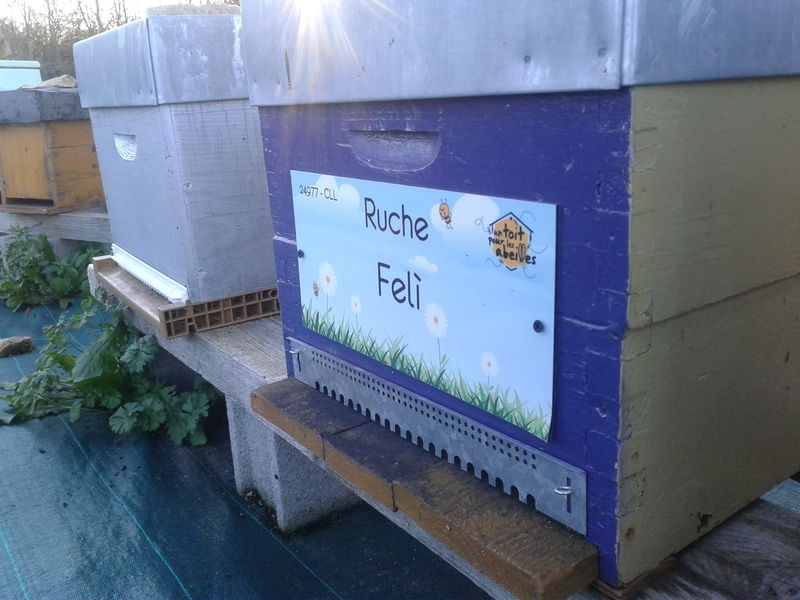 La ruche Felì