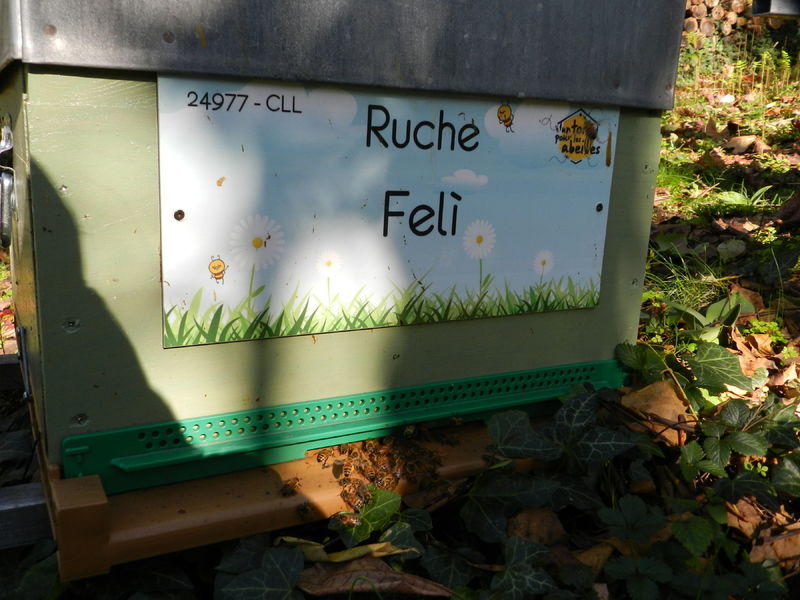 La ruche Felì