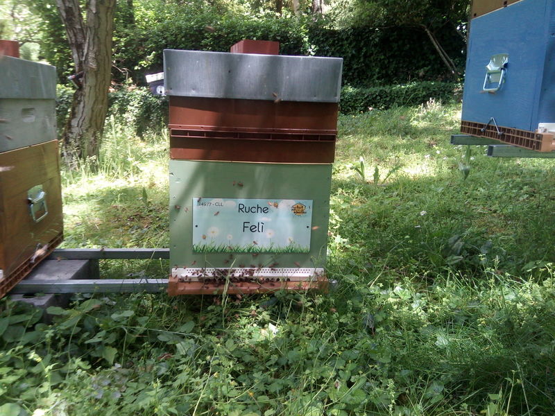 La ruche Felì