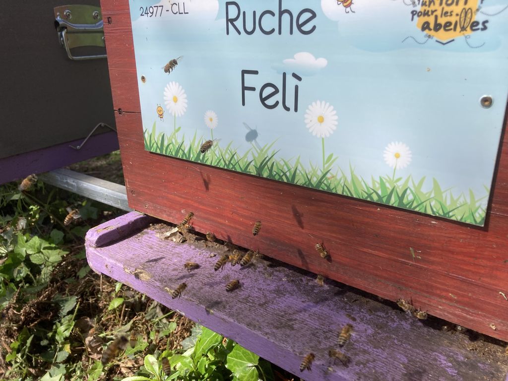 La ruche Felì