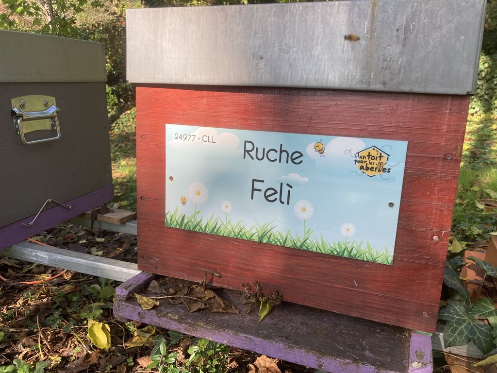 La ruche Felì