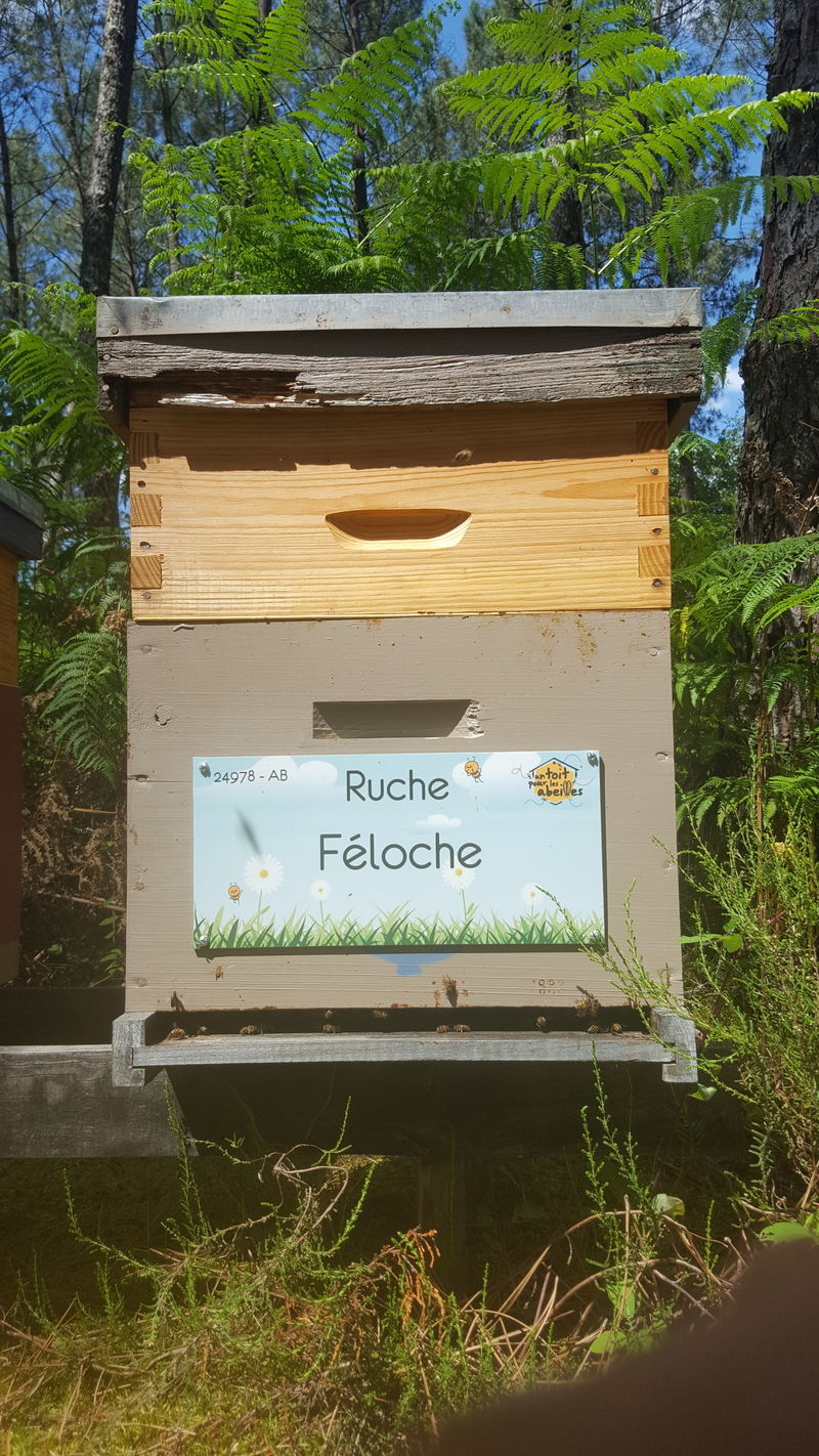 La ruche Féloche