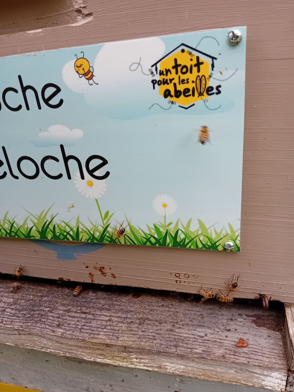 La ruche Féloche
