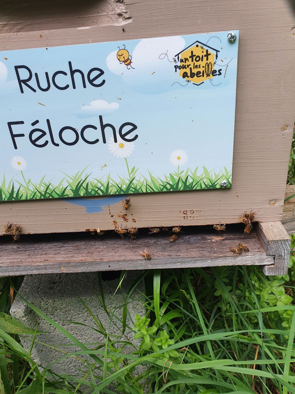 La ruche Féloche