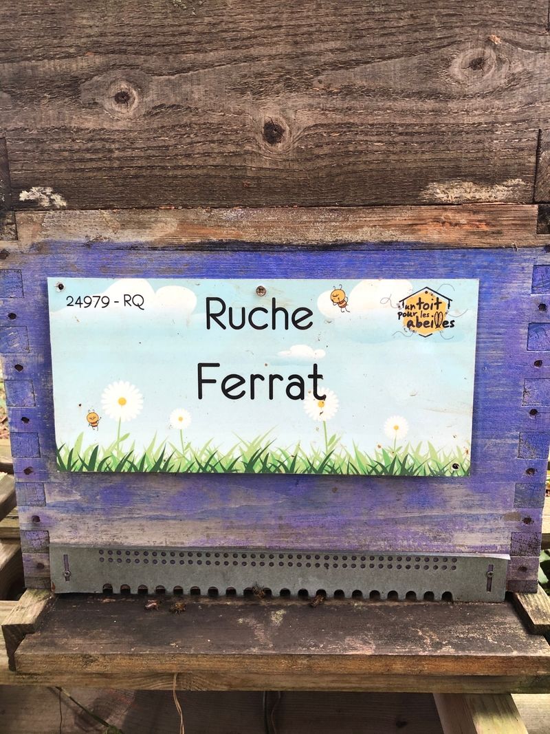 La ruche Ferrat