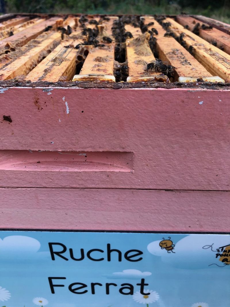 La ruche Ferrat