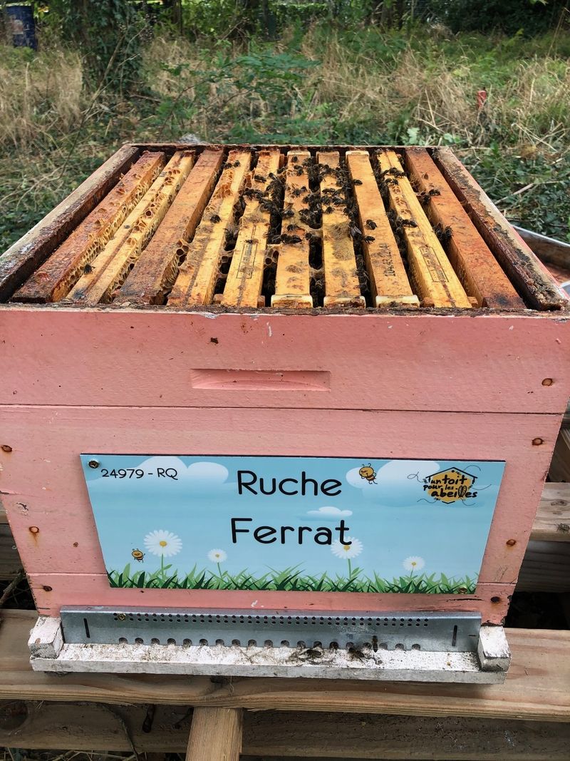 La ruche Ferrat