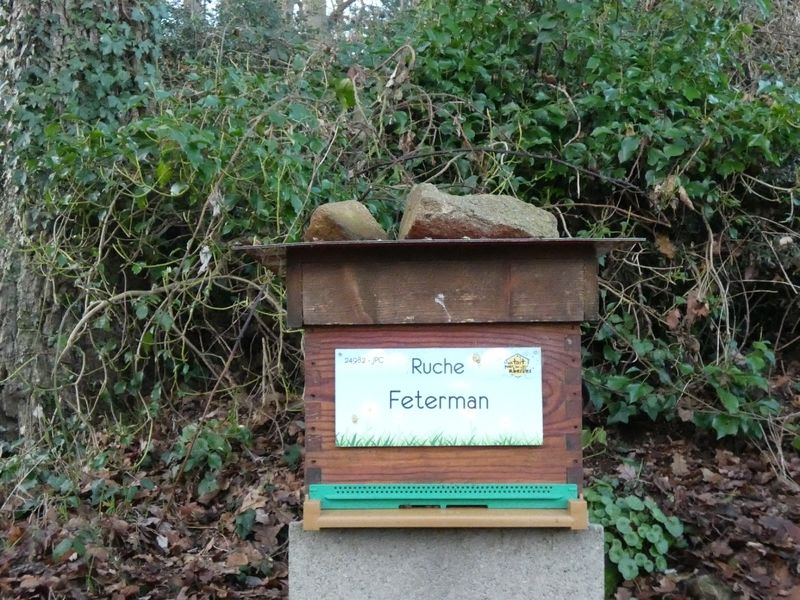 La ruche Feterman
