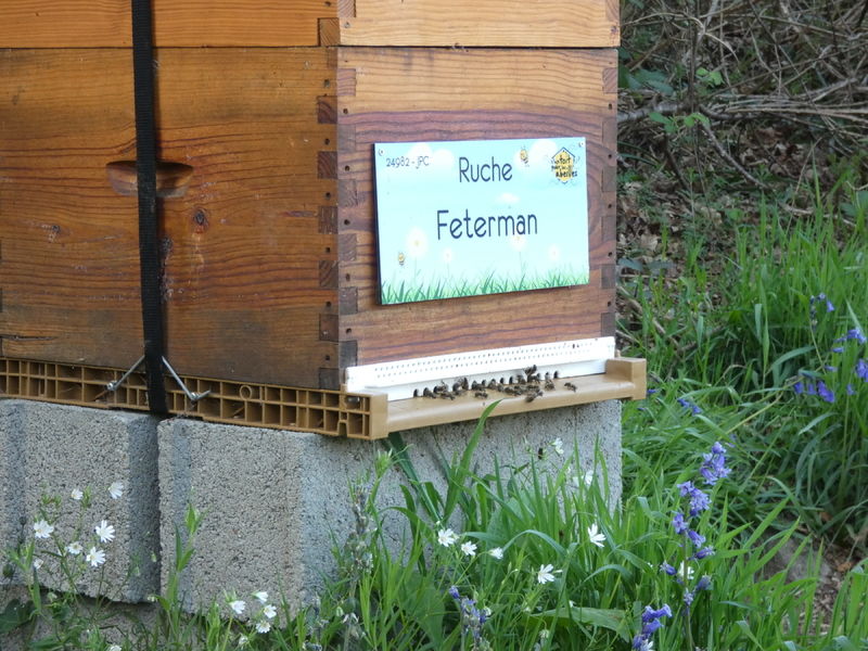 La ruche Feterman