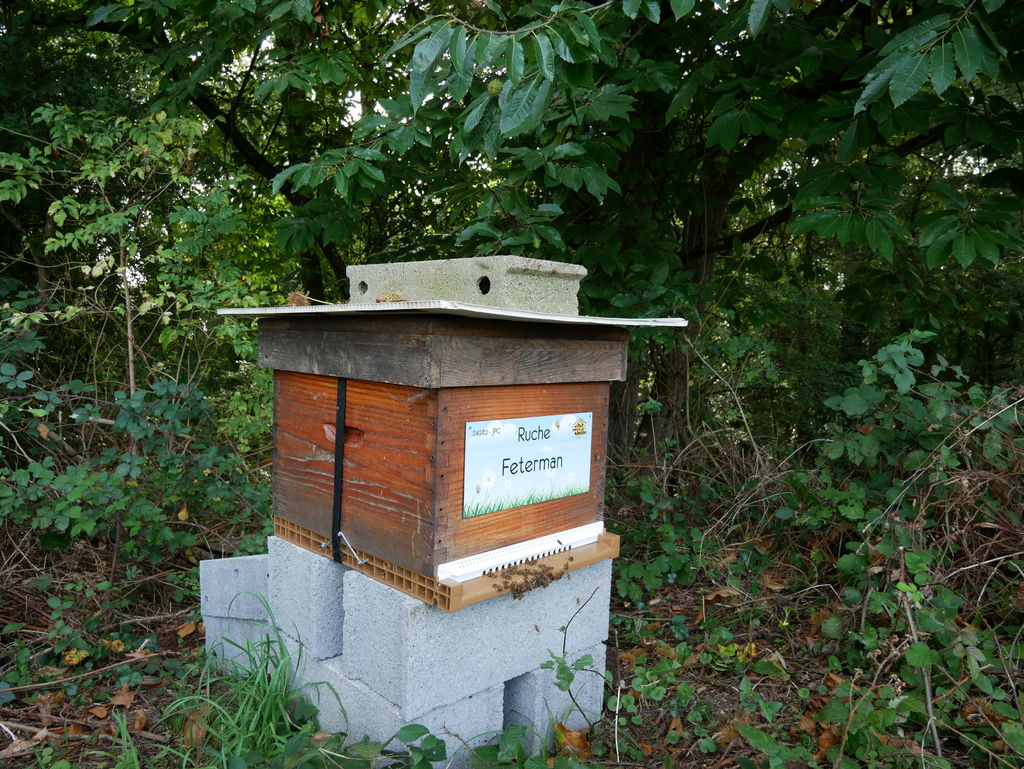 La ruche Feterman