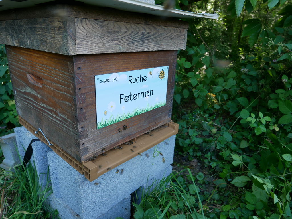 La ruche Feterman