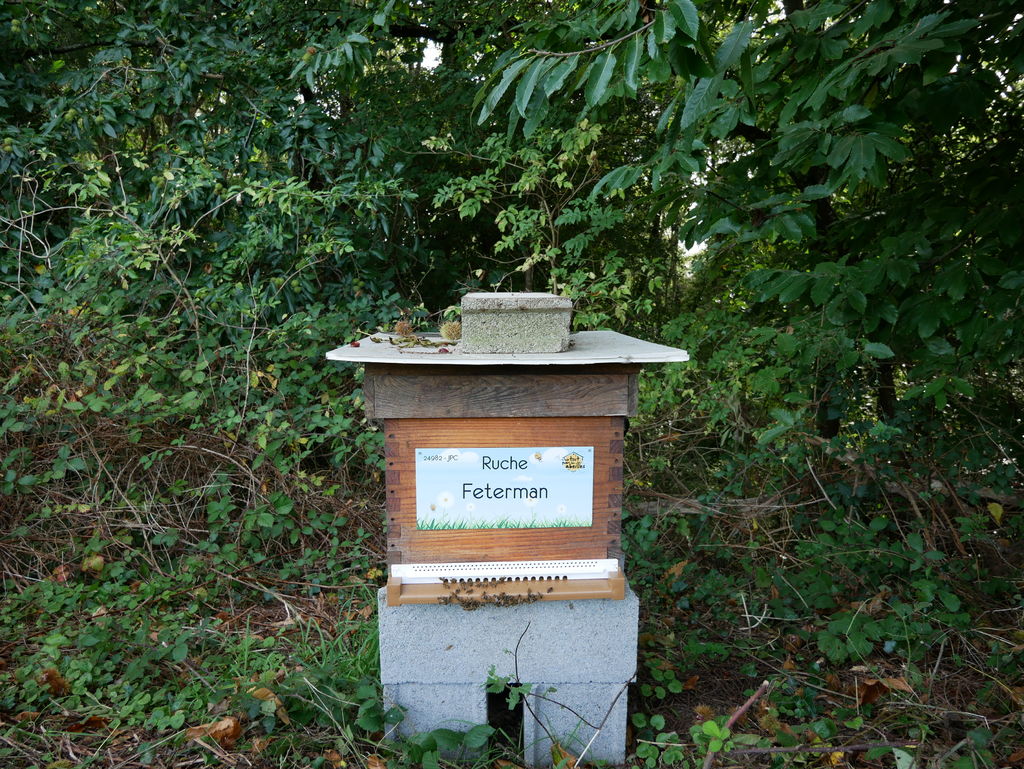 La ruche Feterman