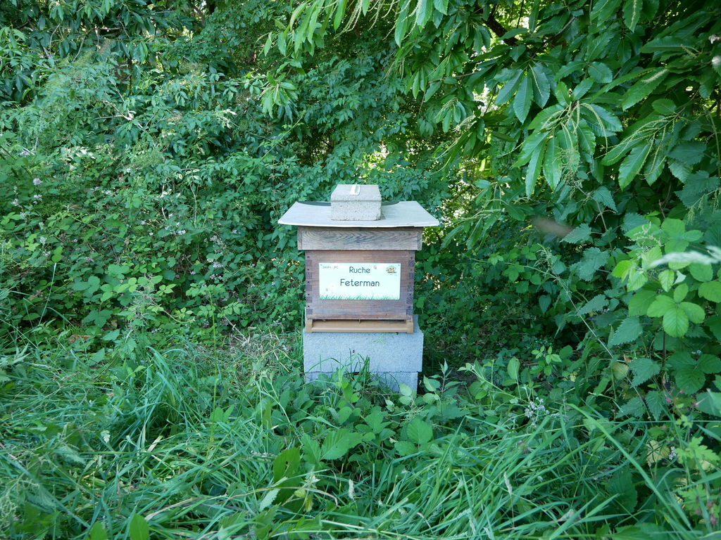 La ruche Feterman