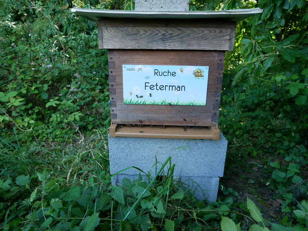 La ruche Feterman