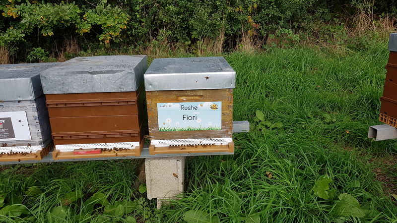 La ruche Fiori