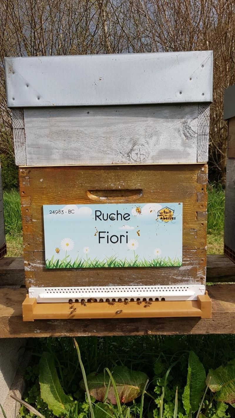 La ruche Fiori