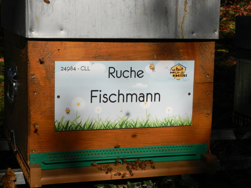 La ruche Fischmann
