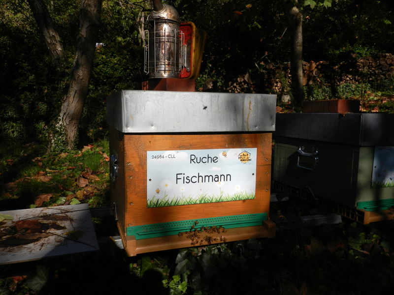 La ruche Fischmann