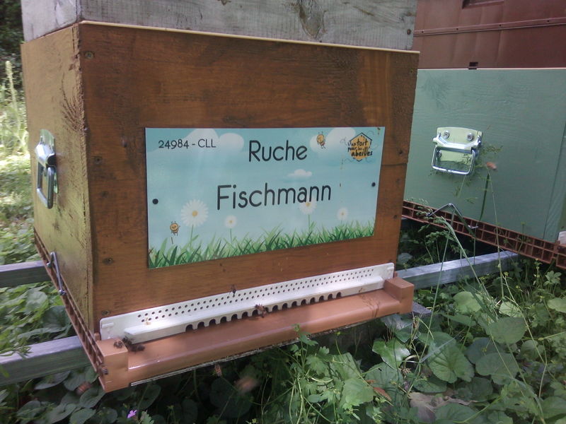 La ruche Fischmann