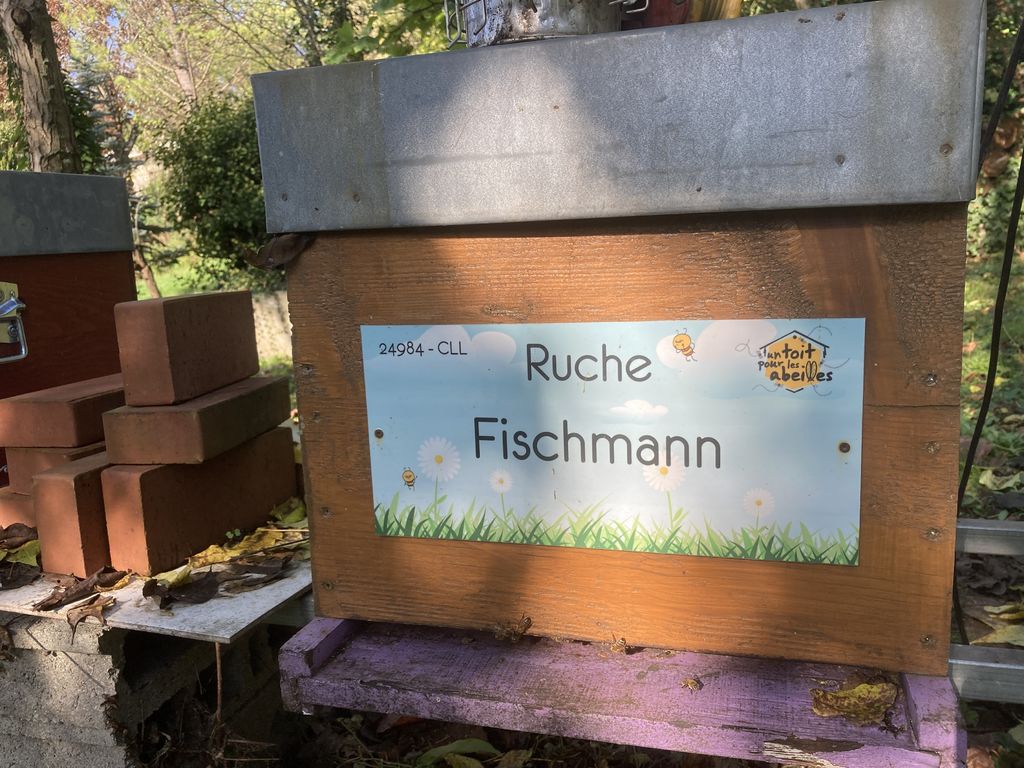 La ruche Fischmann