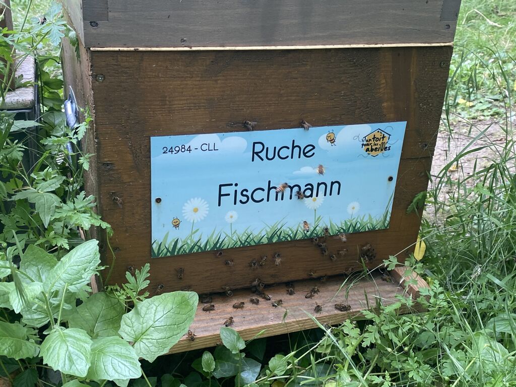 La ruche Fischmann