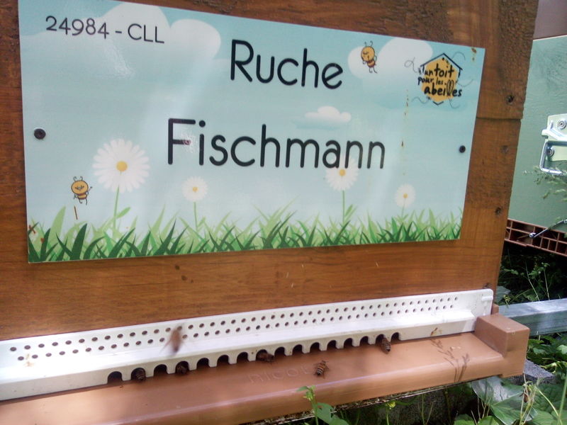La ruche Fischmann
