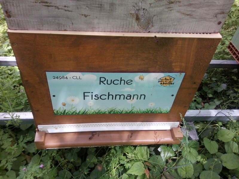 La ruche Fischmann