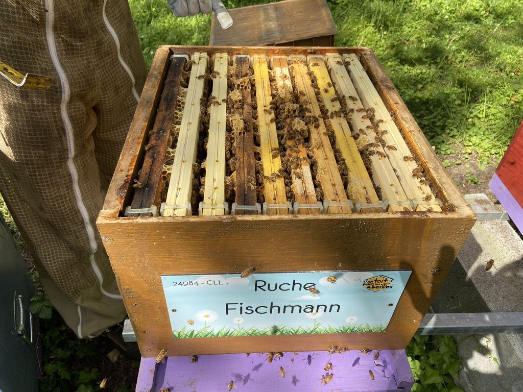 La ruche Fischmann
