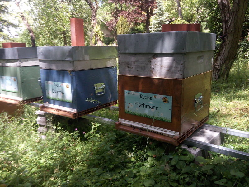 La ruche Fischmann