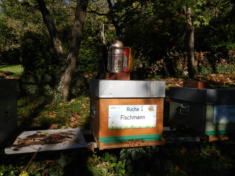 La ruche Fischmann