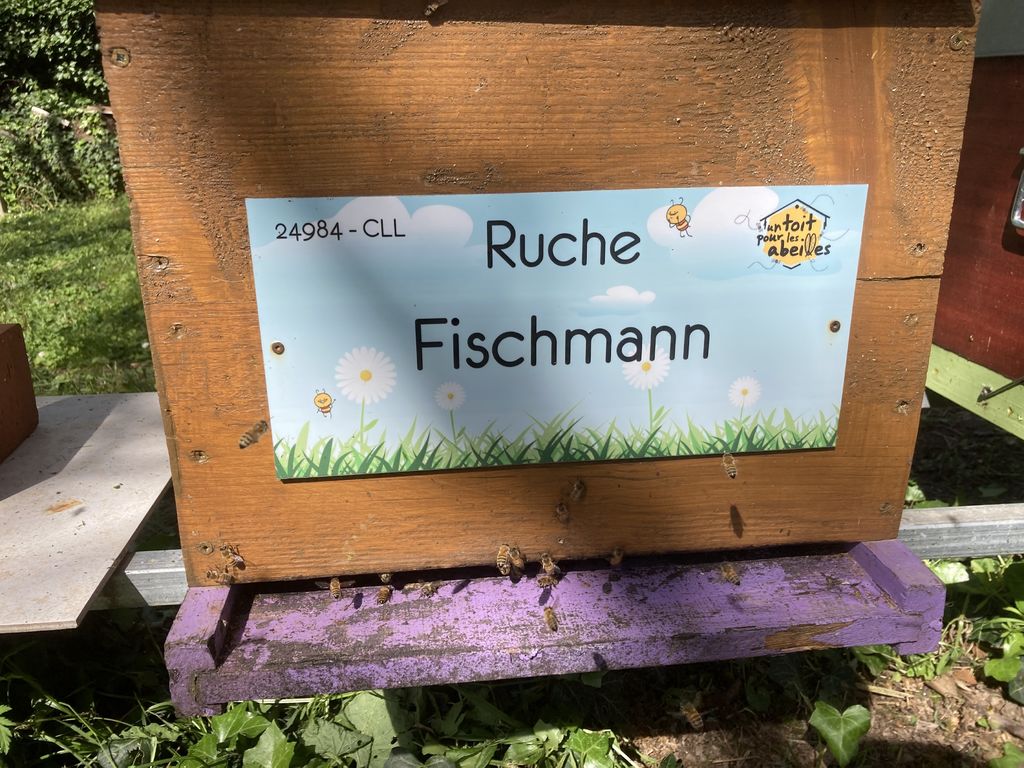 La ruche Fischmann