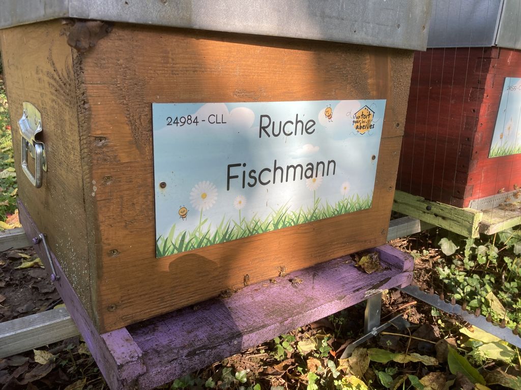 La ruche Fischmann
