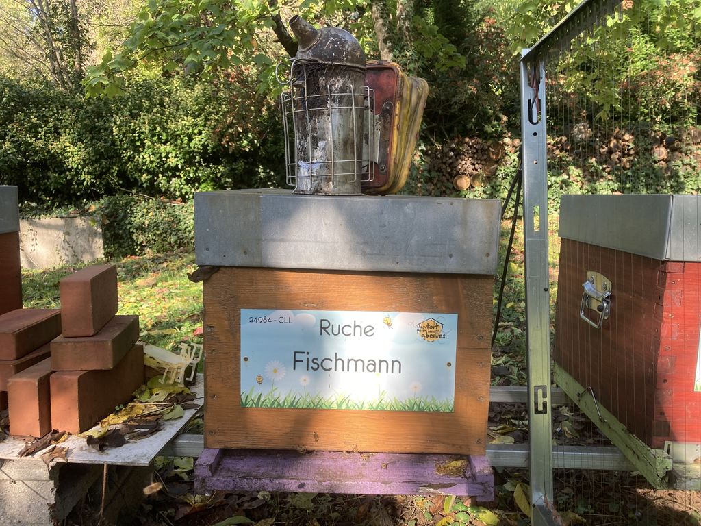 La ruche Fischmann