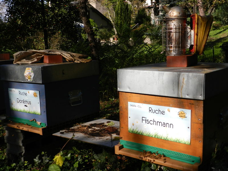 La ruche Fischmann