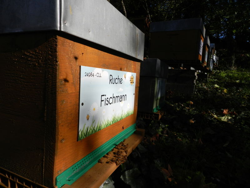 La ruche Fischmann