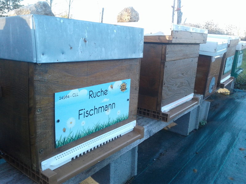 La ruche Fischmann