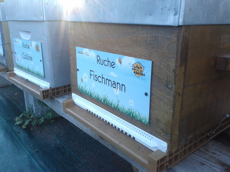 La ruche Fischmann