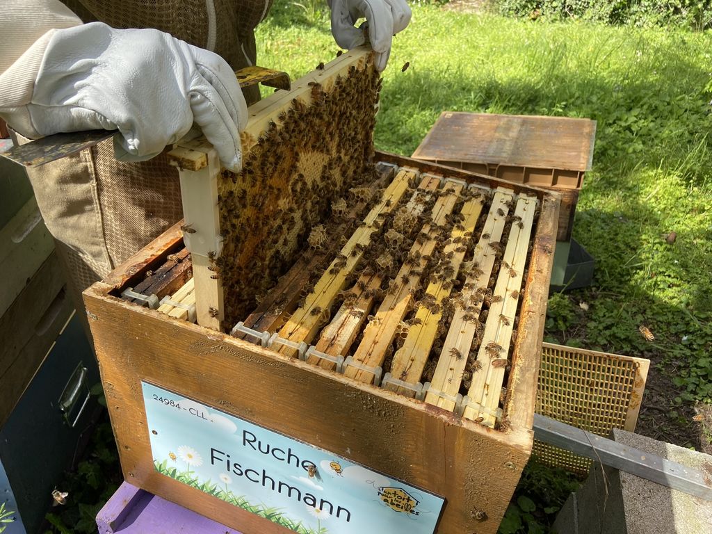 La ruche Fischmann