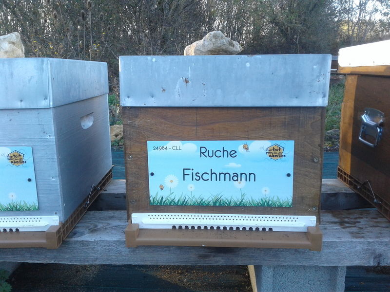 La ruche Fischmann