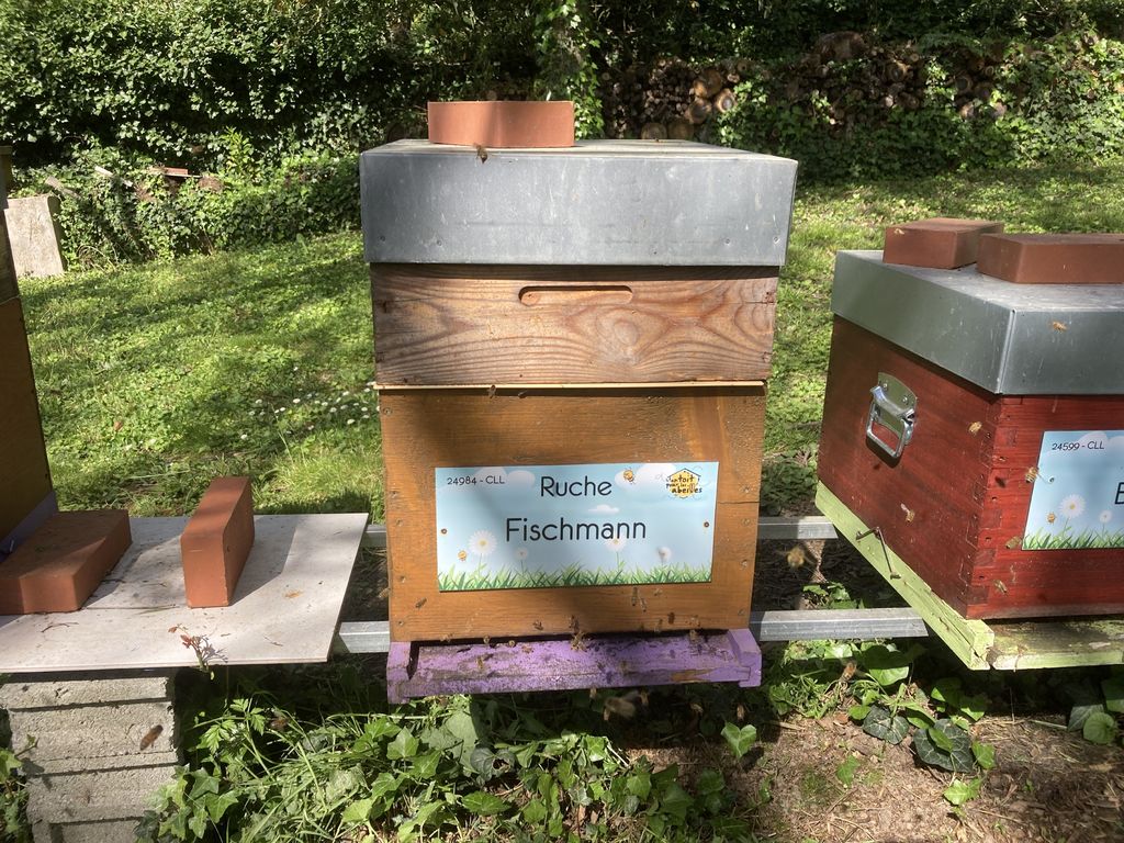 La ruche Fischmann