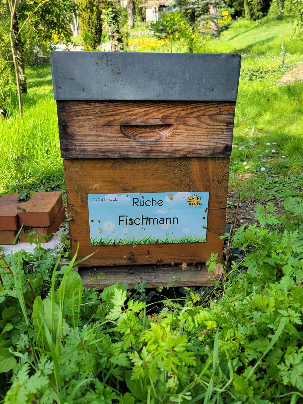 La ruche Fischmann