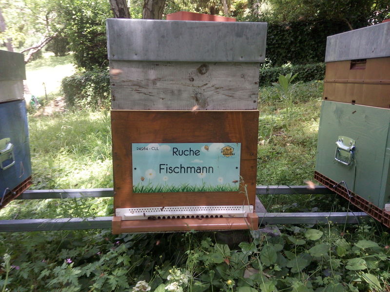 La ruche Fischmann