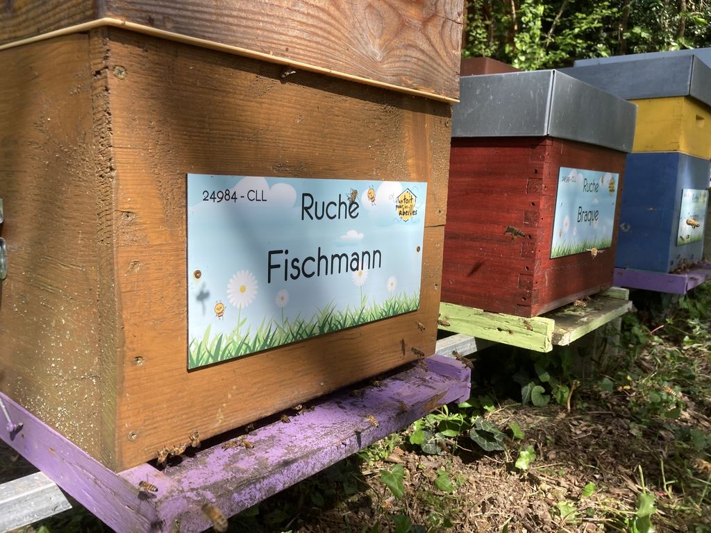 La ruche Fischmann