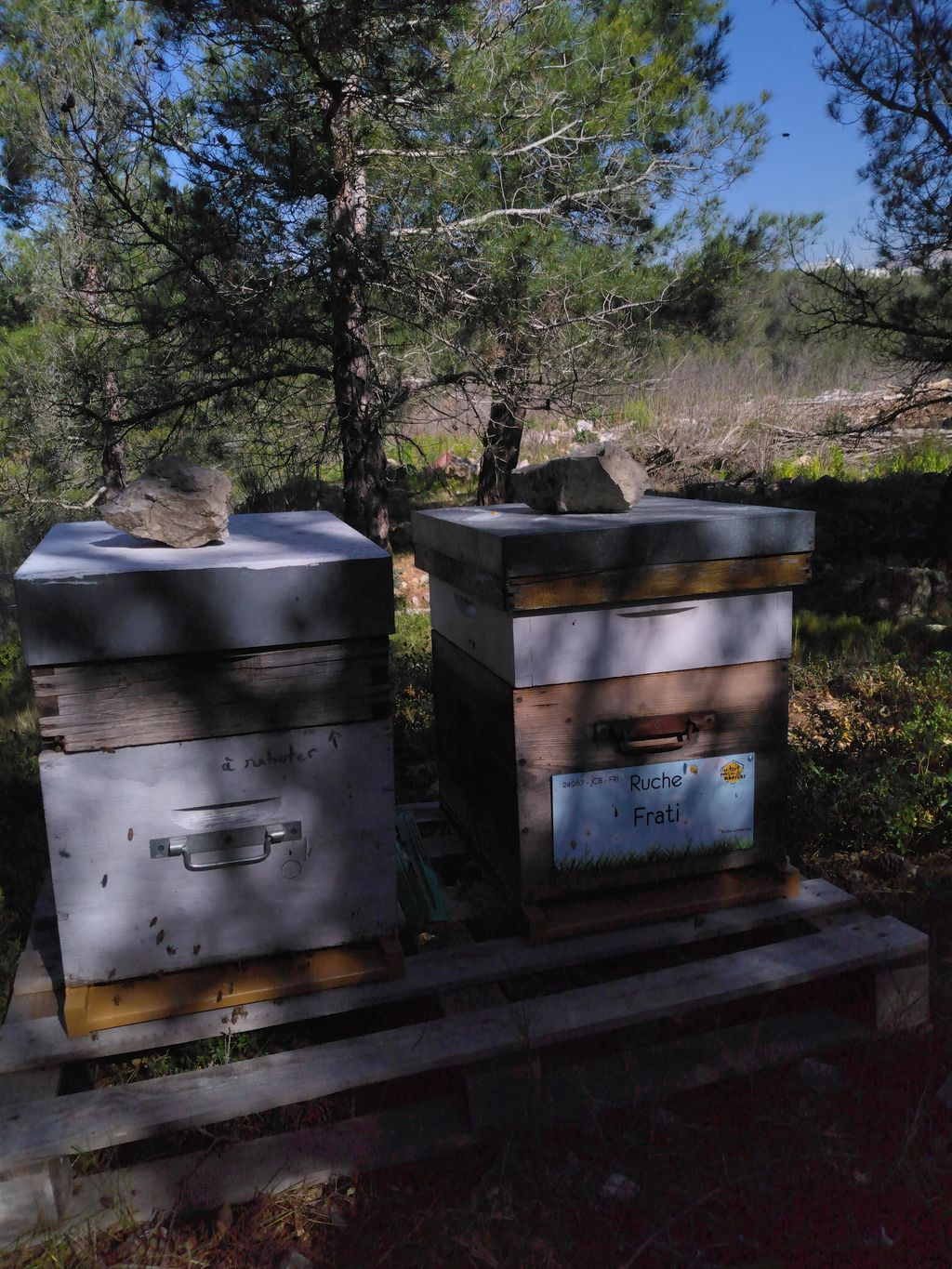 La ruche Frati