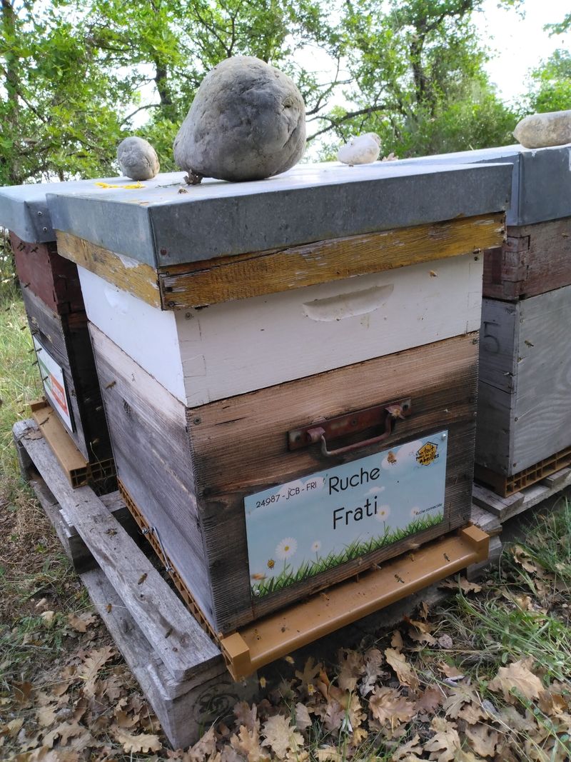 La ruche Frati
