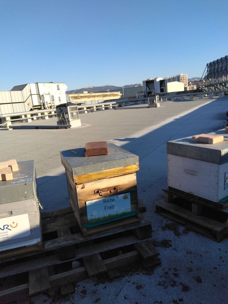 La ruche Frati