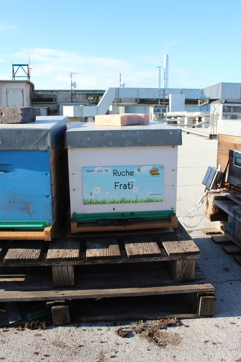 La ruche Frati